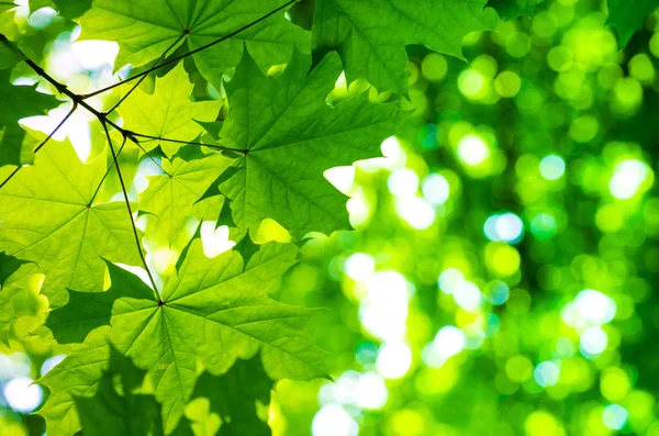 Hojas frescas y verdes — Foto de Stock