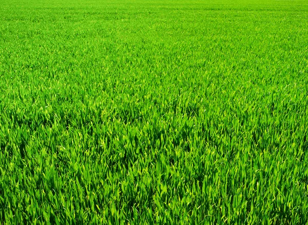 Fondo de una hierba verde — Foto de Stock