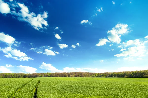 Grünes Feld unter blauem Himmel mit weißen Wolken — Stockfoto