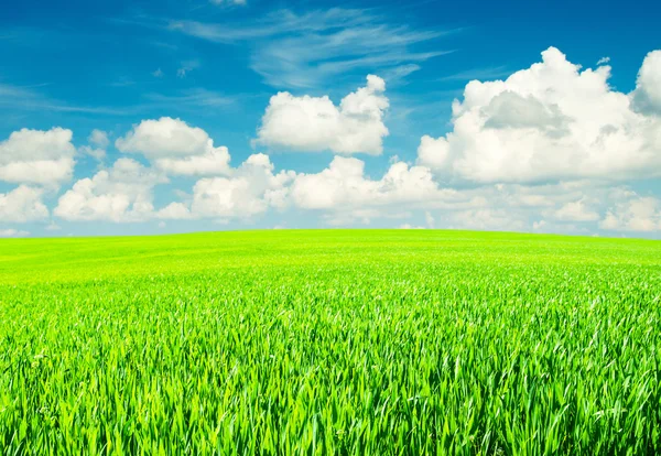 Mező fű és tökéletes ég — Stock Fotó