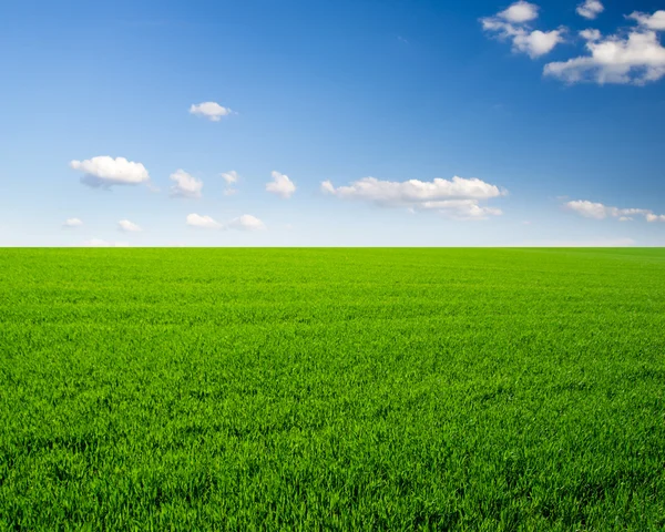 Bild von grünem Grasfeld und strahlend blauem Himmel — Stockfoto