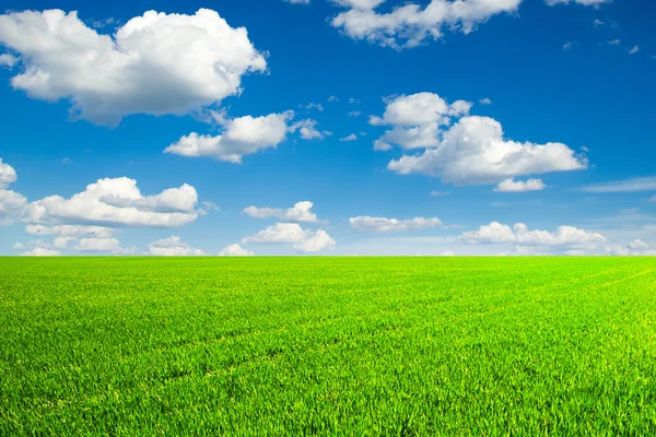 Gräsfält och perfekt himmel Royaltyfria Stockfoton