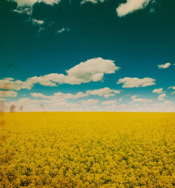 Buğday tarlası ve bulutlu yaz manzarası