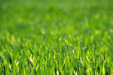 Bir tarladan yeşil çimen dokusu