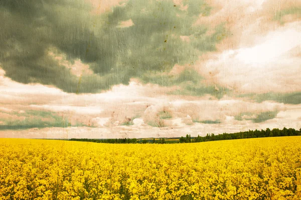 Paisaje de verano con campo de trigo y nubes — Foto de Stock