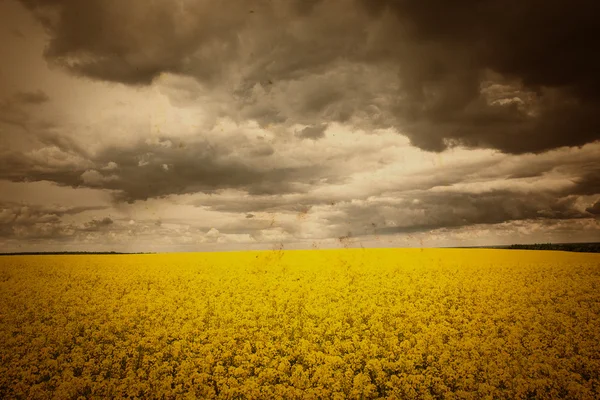 Paysage estival avec champ de blé et nuages — Photo