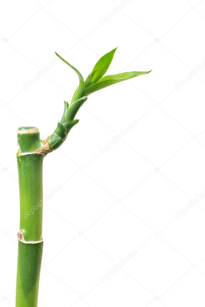 Fresh bamboo isolated on white background