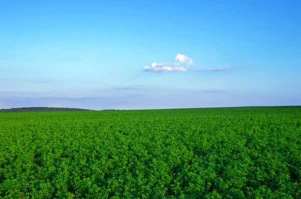 带麦田和云彩的夏季风景 — 图库照片