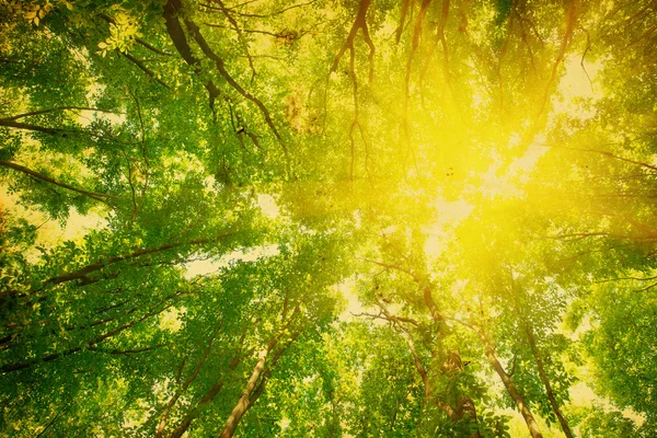 Lumière Soleil Dans Forêt Verte Printemps — Photo