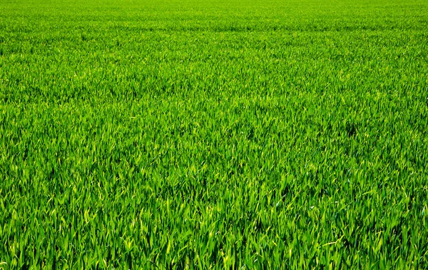 Fondo Una Hierba Verde — Foto de Stock