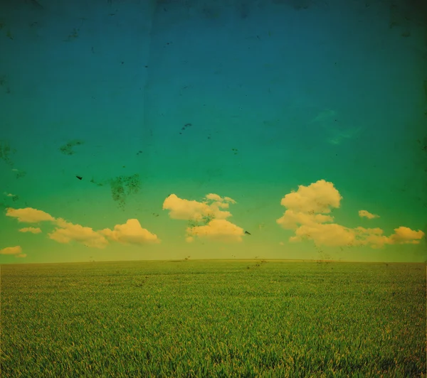 Поле Летней Травы Яркое Голубое Небо — стоковое фото