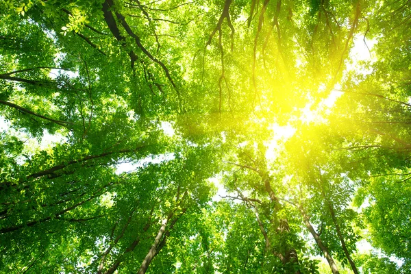 Lumière Soleil Dans Forêt Verte Printemps — Photo