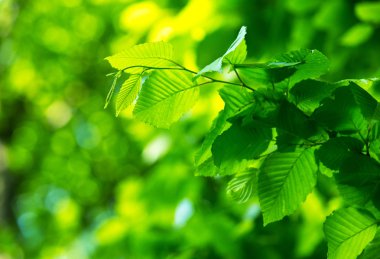 yeşil zemin üzerine yeşil yaprakları