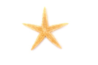 Beyaz bir zemin üzerinde Karayip denizyıldızı.