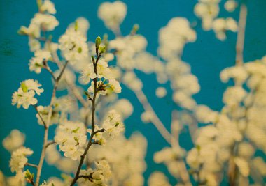 Sprin beyaz ağaç çiçek