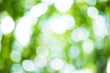 Yeşil arka plan bulanık ve sunligh