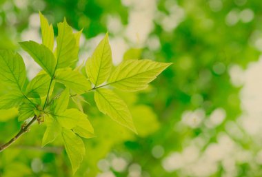 yeşil zemin üzerine yeşil yaprakları
