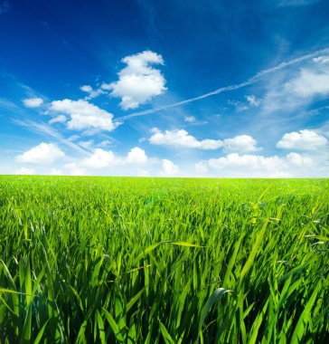 Çimenler ve mükemmel gökyüzü.