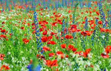 alanında güzel haşhaş çiçekleri