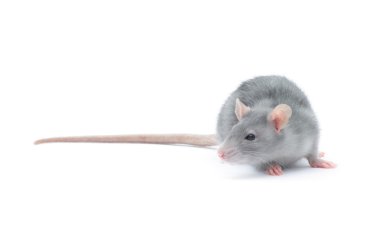 Fare beyaz arkaplanda izole edildi