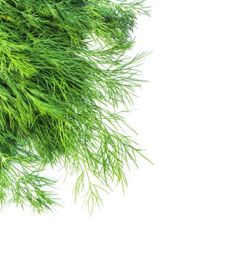 Beyaz arka planda izole edilmiş taze dereotlar.