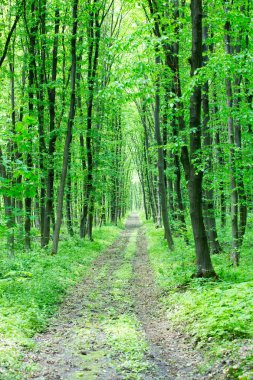 Güneşli bir günde yeşil orman arka planı