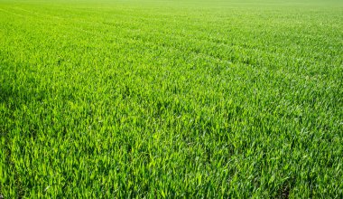 arka planı yeşil çimen