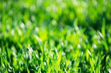 arka plan için yeşil çim