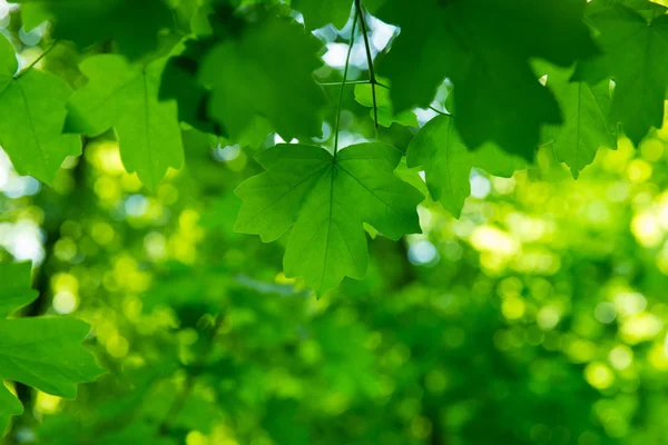 Hojas Frescas Verdes — Foto de Stock