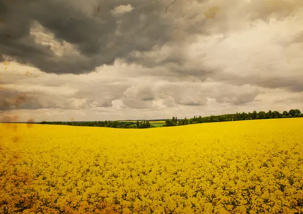 Letní Krajina Pšeničným Polem Mraky — Stock fotografie