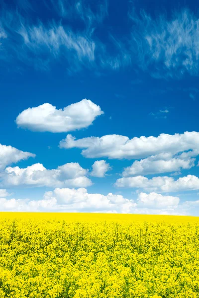 Paisaje Verano Con Campo Trigo Nubes — Foto de Stock