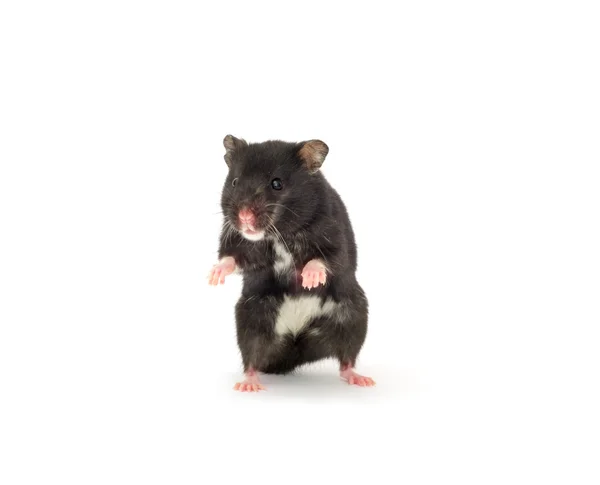 Close Shot Black Hamster Isolated White — Stock Photo, Image