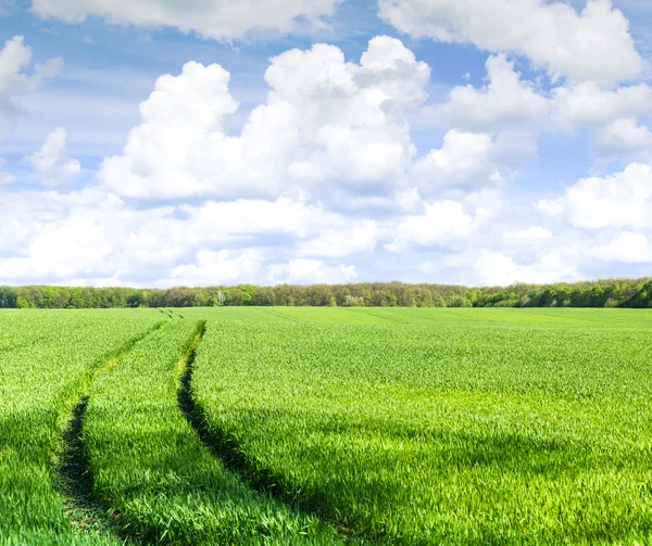 Grünes Feld Unter Blauem Himmel Mit Weißen Wolken — Stockfoto