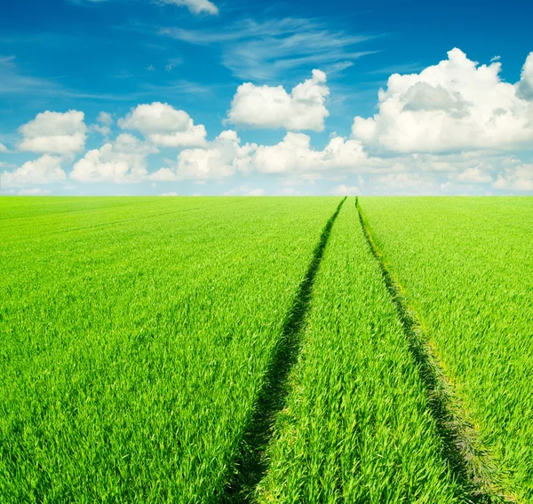 Grüne Wiese Und Strahlend Blauer Himmel — Stockfoto