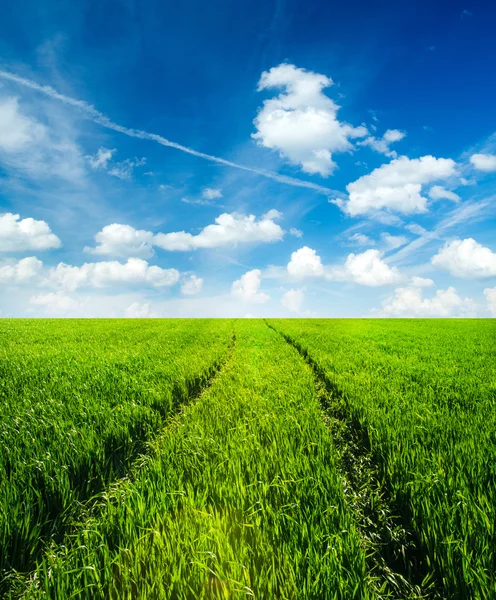 Wiese Mit Grünem Gras Und Blauer Himmel Mit Wolken — Stockfoto