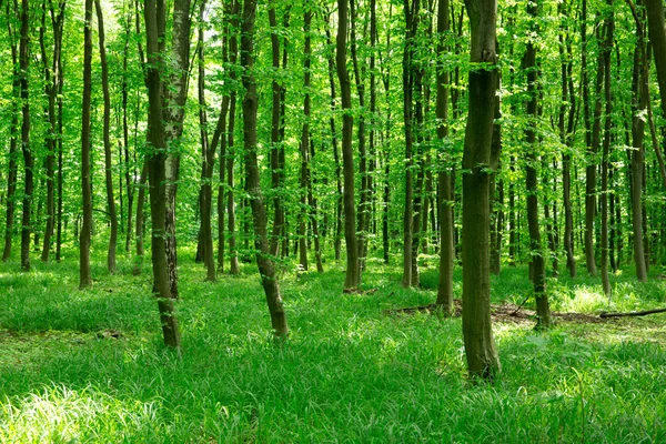 Fondo Del Bosque Verde Día Soleado —  Fotos de Stock