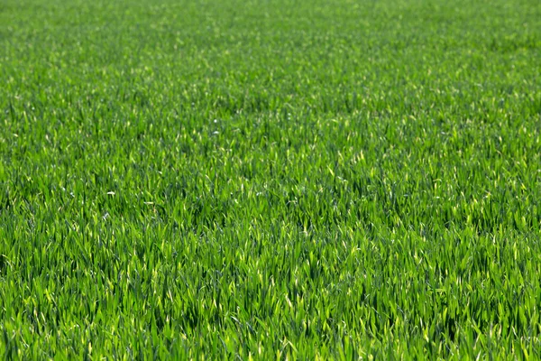 Hintergrund Eines Grünen Grases — Stockfoto