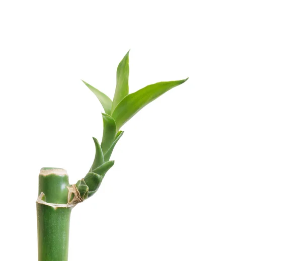 Bambú Aislado Blanco — Foto de Stock