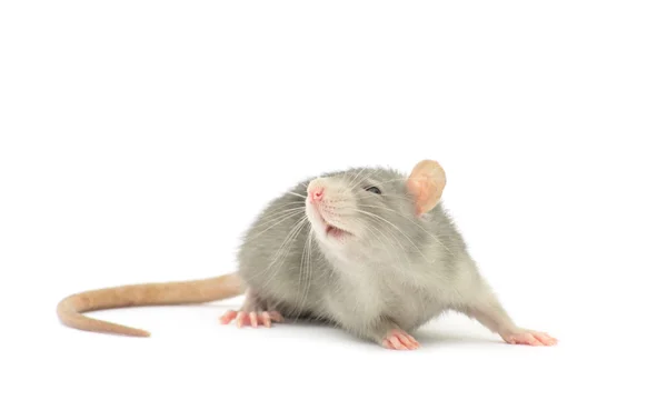 Rat Isolated White Background — Stock Photo, Image