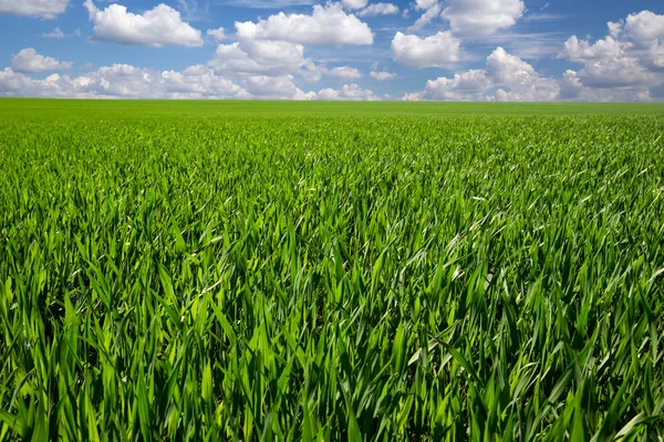 Hintergrundbild Von Üppigem Grasfeld Unter Blauem Himmel — Stockfoto