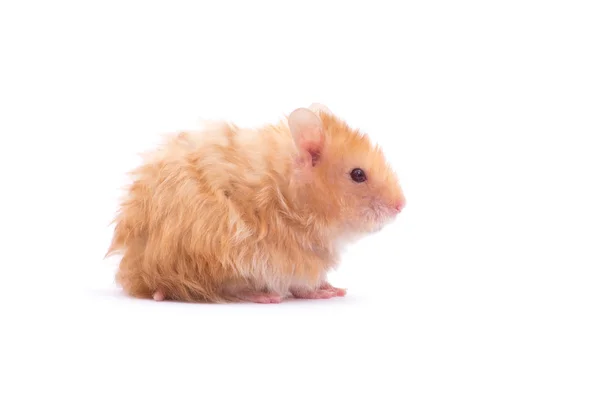 Hamster Isolated White Background — Stock Photo, Image