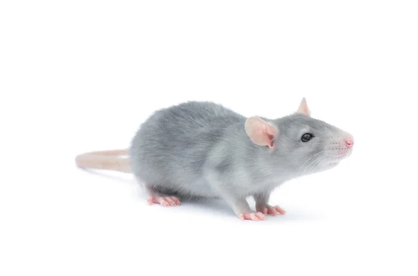 Rat Isolated White Background — 스톡 사진