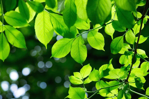 Hojas Verdes Sobre Fondo Verde — Foto de Stock