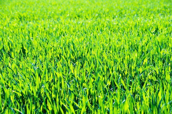 Grüner Rasen Als Hintergrund — Stockfoto