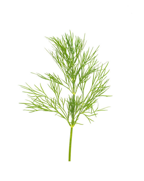 Green dill isolated on white background. Studio macro