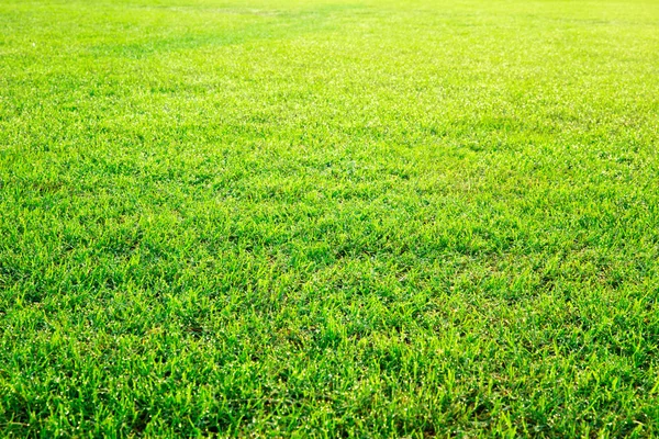 Grüner Rasen Als Hintergrund — Stockfoto