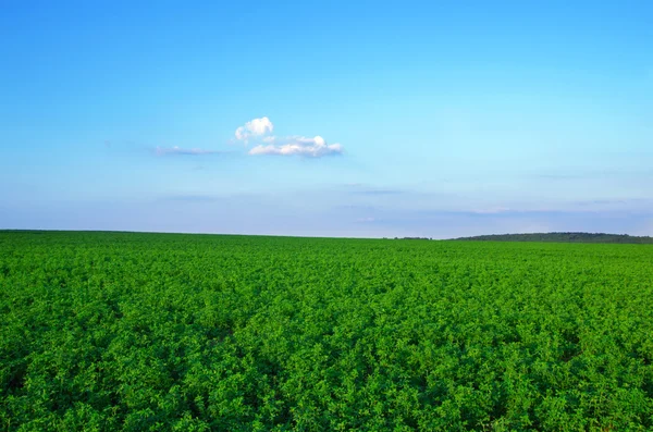 带麦田和云彩的夏季风景 — 图库照片