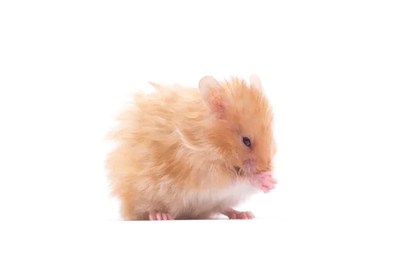 Hamster Isolado Sobre Fundo Branco — Fotografia de Stock