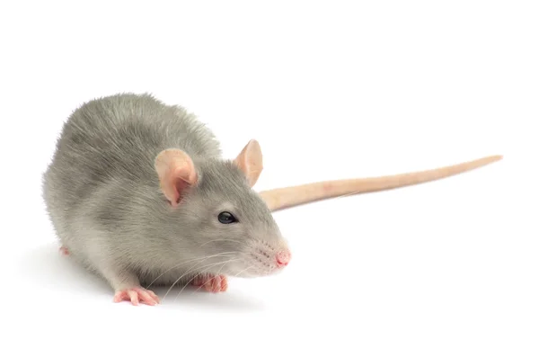 Rat Isolated White Backgroun Royalty Free Stock Photos