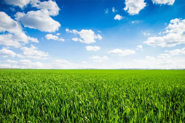 Grasveld Perfecte Lucht Rechtenvrije Stockafbeeldingen